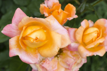 Close-up beautiful rose petals Free Photo Close-up beautiful rose petals Free Photo