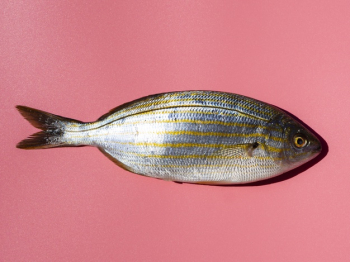 Close-up fresh fish with gills Free Photo Close-up fresh fish with gills Free Photo