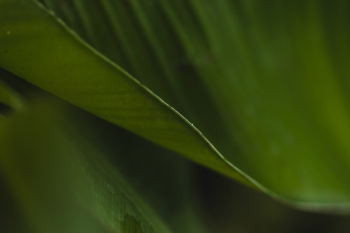 Close-up garden plant leaf Close-up garden plant leaf