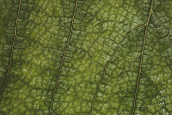 Close Up Green Leaf Texture Close Up Green Leaf Texture