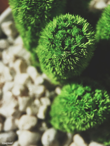Close up of a bright green cactus | Free stock photo - 430381 Close up of a bright green cactus | Free stock photo - 430381