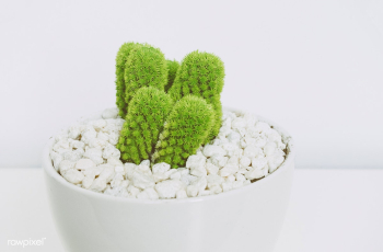 Close up of a bright green cactus | Free stock photo - 430551 Close up of a bright green cactus | Free stock photo - 430551