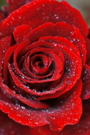 Close-Up of a Dew-Kissed Red Rose Close-Up of a Dew-Kissed Red Rose