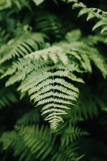 Close-up of a Fern Leaf Close-up of a Fern Leaf
