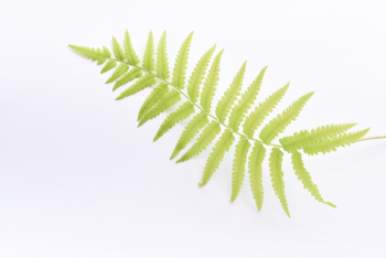 Close-up Of A Fern Leaf on White Background Close-up Of A Fern Leaf on White Background
