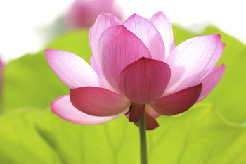 Close-up of a flower with pink | Free Photo - rawpixel