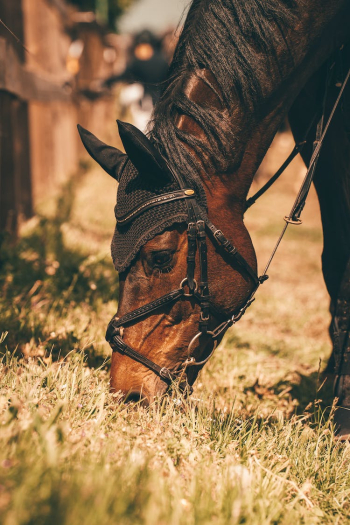 Close-Up of a Horse Eating Grass Close-Up of a Horse Eating Grass