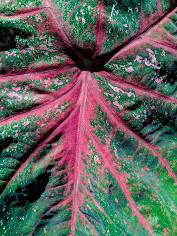 Close-up of a Leaf Close-up of a Leaf