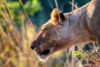 Close-up of a Lioness Close-up of a Lioness