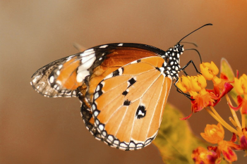 Close-up of a monarch butterfly | Free Photo - rawpixel