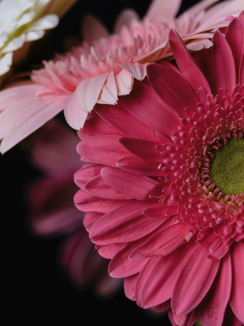 Close-up of a Pink Gerbera