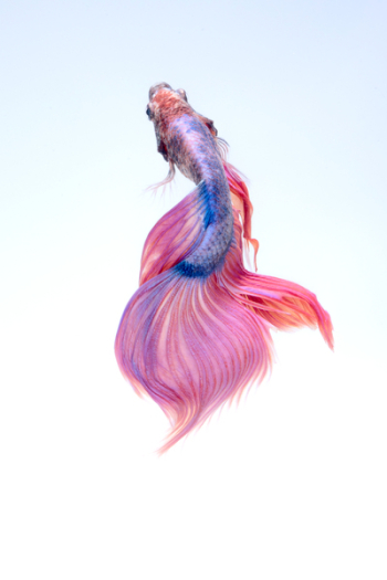 Close-up of a Siamese Fighting Fish Close-up of a Siamese Fighting Fish