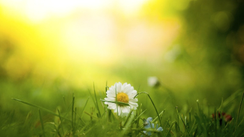 Close-up of a white daisy | Free Photo - rawpixel