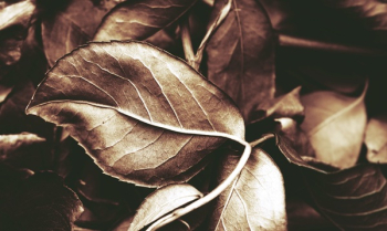 Close-Up of Brown Leaves Close-Up of Brown Leaves