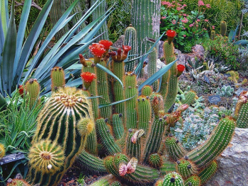 Close-up of Cactus Close-up of Cactus