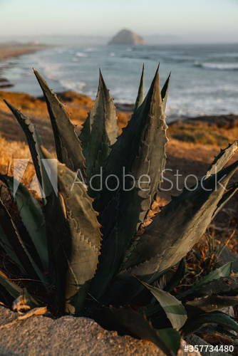 Close up of coastal cactus plant Close up of coastal cactus plant
