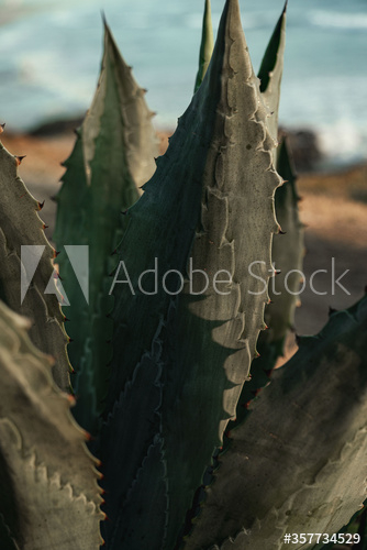 Close up of coastal cactus plant Close up of coastal cactus plant