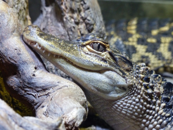 Close-up of Crocodile Close-up of Crocodile