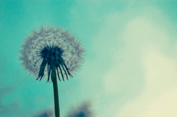 Close-up of Dandelion Close-up of Dandelion