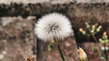Close-up of Dandelion Close-up of Dandelion