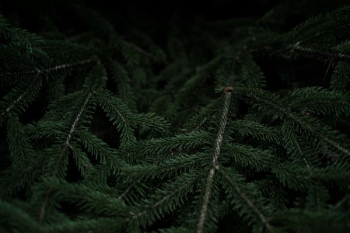 Close-up of dark green fir branches Close-up of dark green fir branches