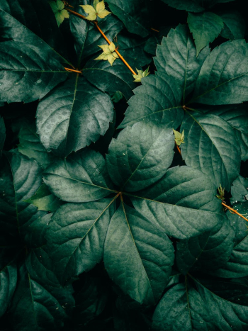 Close-up of Dark Green Leaves Close-up of Dark Green Leaves