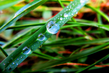 Close-up of Dew Drops on Plant Close-up of Dew Drops on Plant