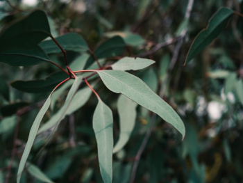 Close-up of Eucalyptus Leaves