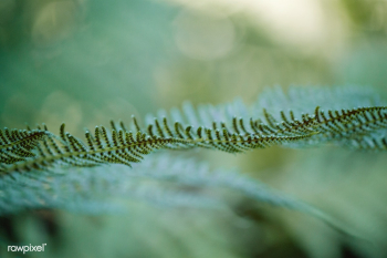 Close up of fern leaves | Free stock photo - 463141 Close up of fern leaves | Free stock photo - 463141