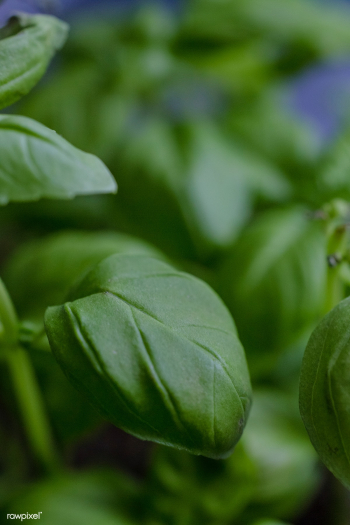 Close up of fresh basil | Free public domain photo - 432195 Close up of fresh basil | Free public domain photo - 432195