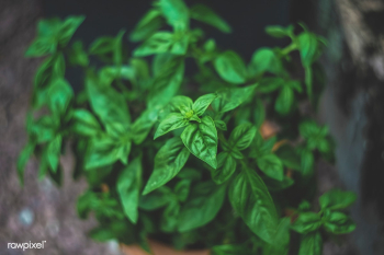 Close up of fresh basil | Free public domain photo - 432299 Close up of fresh basil | Free public domain photo - 432299