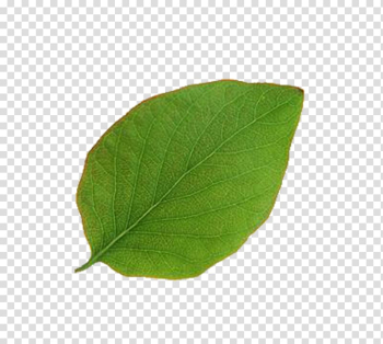 Close-up of green leaf, Leaf Plant pathology, Leaves leaves transparent background PNG clipart