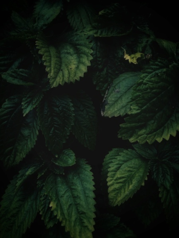 Close-Up of Green Leaves Close-Up of Green Leaves