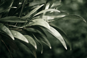 Close-up of Green Leaves Close-up of Green Leaves