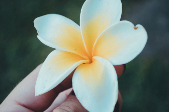 Close-up of Hand Holding Flower Close-up of Hand Holding Flower