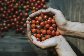 Close-up of Hands Holding Cherry Tomatoes Close-up of Hands Holding Cherry Tomatoes