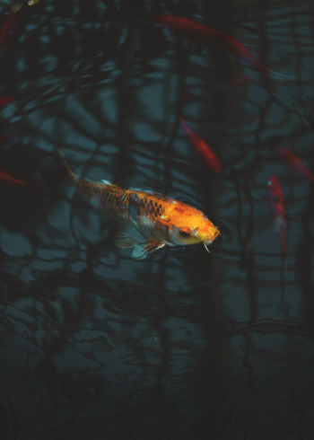Close-up of Koi Fish Close-up of Koi Fish