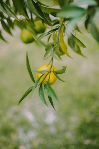 Close up of Lemon on Tree