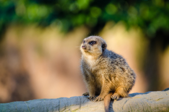 Close Up of Meerkat Close Up of Meerkat
