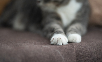 Close-up of Photo of Cat Paw Close-up of Photo of Cat Paw