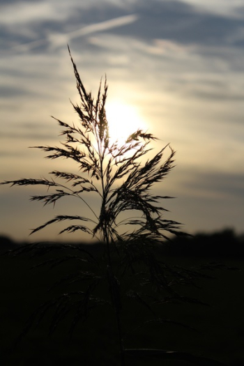Close-up of Plant Against Sunset Sky Close-up of Plant Against Sunset Sky