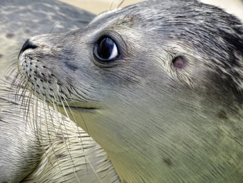 Close-up of Sea Lion at Beach Close-up of Sea Lion at Beach