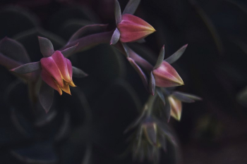 Close-up of small red and | Free Photo - rawpixel