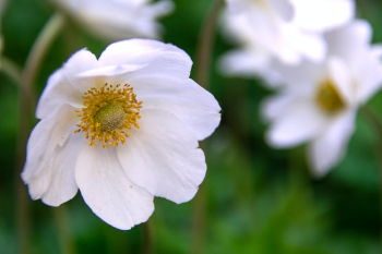 Close-up of Snowdrop Anemone Flower