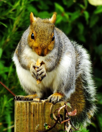Close-up of Squirrel Eating Outdoors Close-up of Squirrel Eating Outdoors