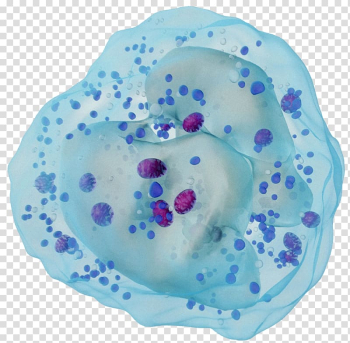 Close-up of teal textile, White blood cell Neutrophil Antibody, Immune system white blood cells transparent background PNG clipart