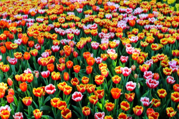 Close-up of Tulips Close-up of Tulips