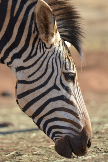 Close-up of Zebra Close-up of Zebra