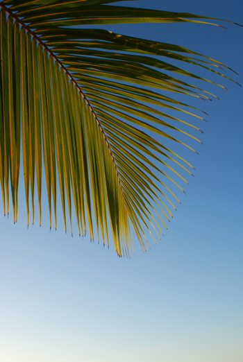 Close-up Palm Leaf Close-up Palm Leaf