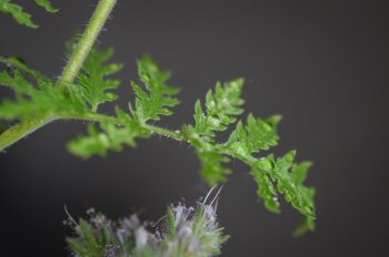 Close-Up Photo Fern Leaves Close-Up Photo Fern Leaves